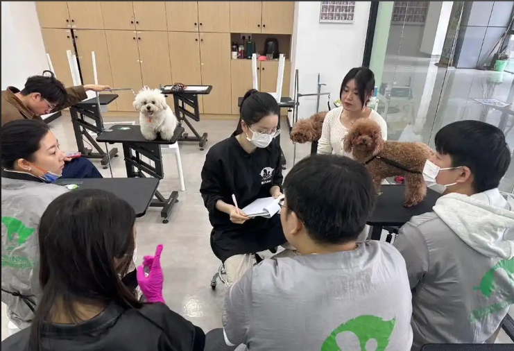 达州市宠物美容宠物美容培训学校 - 价格